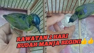 Perawatan awal untuk burung kolibri kelapa bahan pikatan/ombyokan