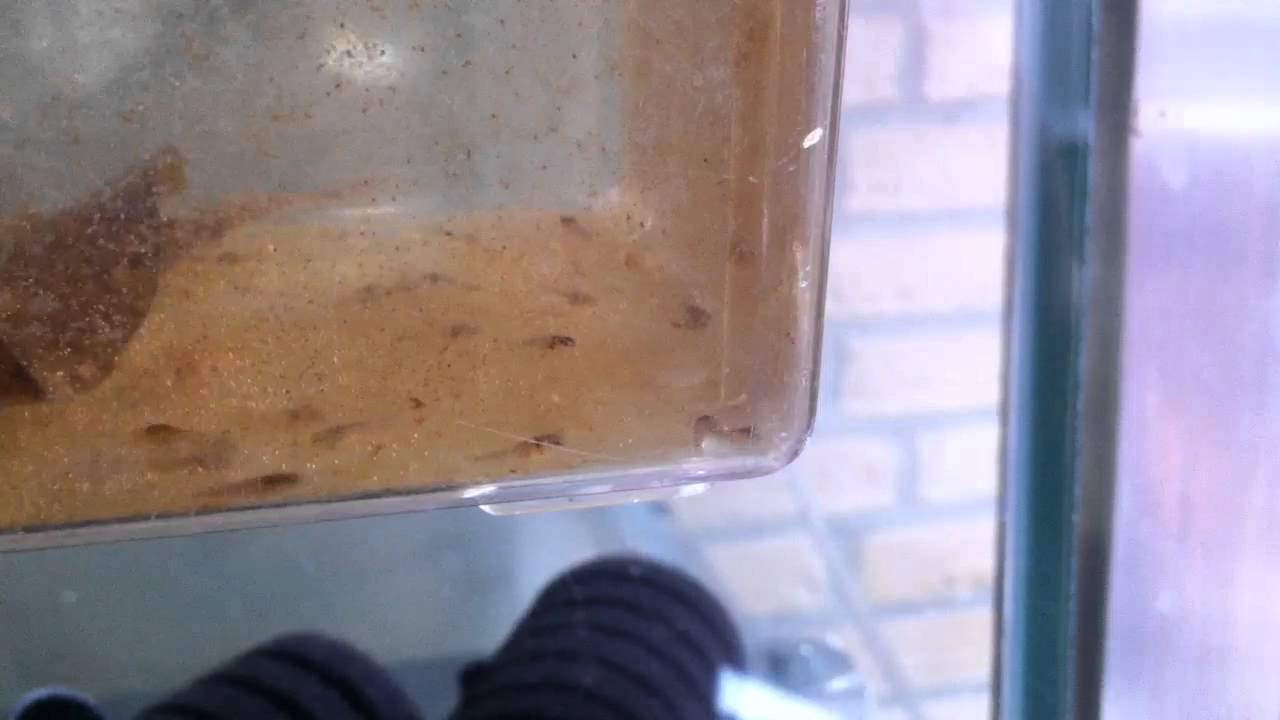 scalare significato Corydoras fry with bbs stuffed tummies :)
