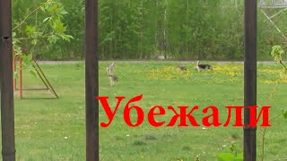 Чуть не Загрызли | Убежали от собак Чуть не Загрызли | Убежали от собак