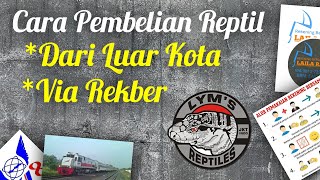 Cara beli reptile dari luar kota via rekber.