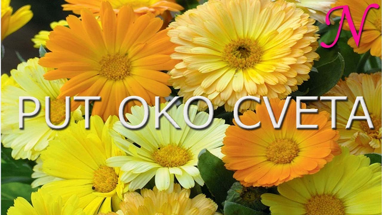 PUT OKO CVETA Radomir Subotić - Audio knjiga