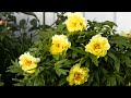 Which Type of Peony to Plant in Your Flower Garden