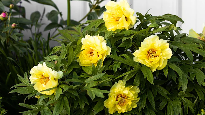 Which Type of Peony to Plant in Your Flower Garden - DayDayNews