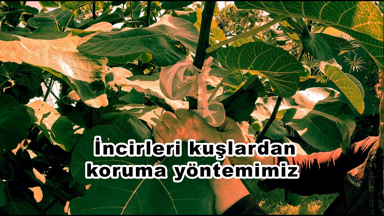 İncirleri kuşlardan koruma yöntemimiz