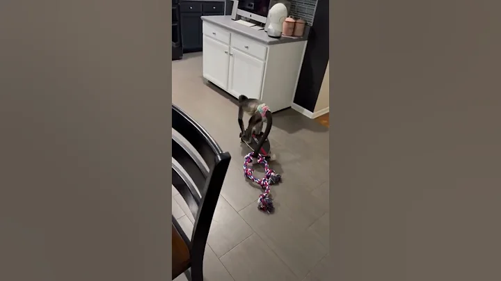 Keke stealing the dogs new rope 😼 #thief #skateboard #toys #rope #animal #monkey