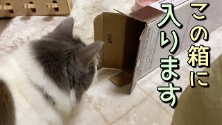 この箱にダイブして入りますが最後は頭がつかえてしまったうちの猫