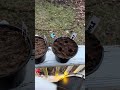 Growing apple trees from seed