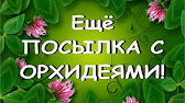 Орхидеи,узамба́рские фиалки,Самара🌺