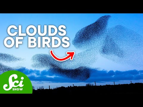 The Mysterious Black Clouds of Birds: Murmurations Explained thumbnail