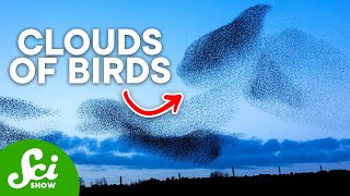 The Mysterious Black Clouds of Birds: Murmurations Explained