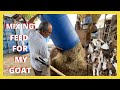 MIXING FEED FOR MY GOAT USING WASTE | MY TOTAL FEED RATION FOR MY GOAT