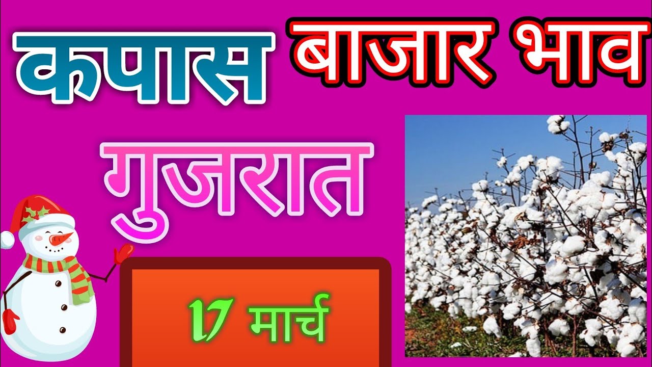 गुजराथ मधील कपासी चे बाजार भाव ## cotton price in Gujrath ## कपासी के मंडी दाम