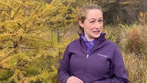 Mondays with Martha #21 - Tamarack Trees