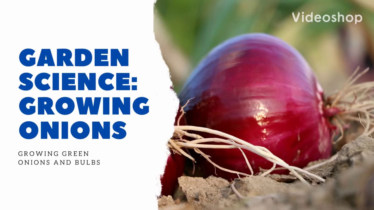 Garden Science: Growing Onions