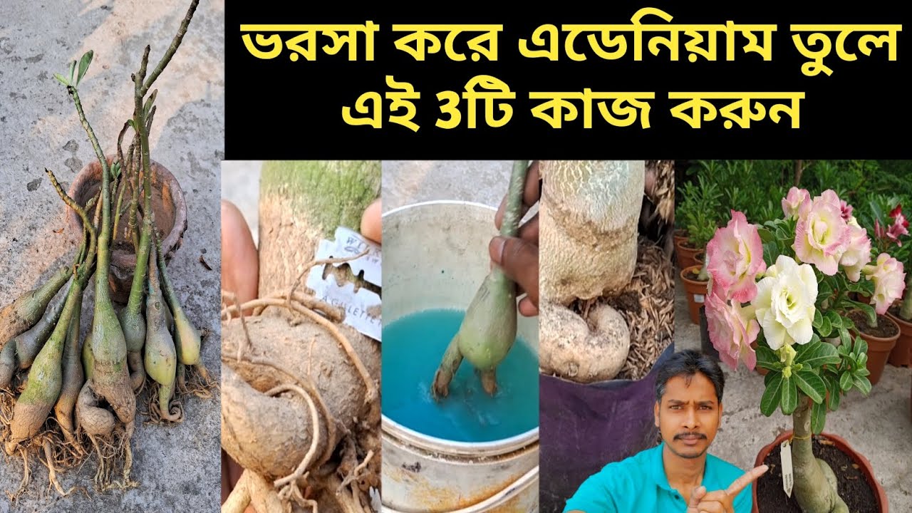 সাহস করে এডেনিয়াম টব থেকে তুলে এই 3টি কাজ করুন ফুলে ভরে যাবে গাছ