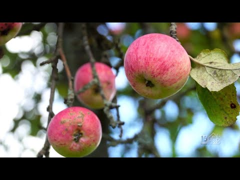 When Do You Prune Your Fruit Trees? Ask Paul! hqdefault
