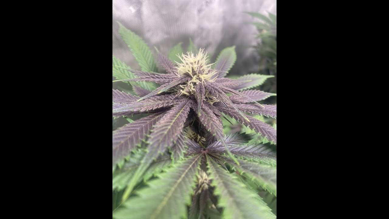 BUSSIN MUFFINS WEEK 3 OF FLOWER!!!