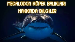 Megalodon Köpek Baliklari Hakkinda Bi̇lgi̇ler
