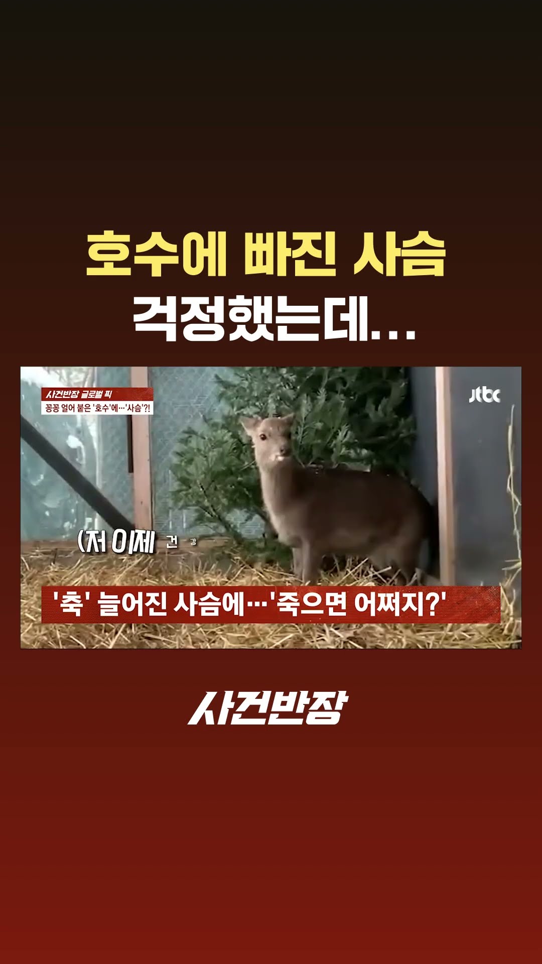 호수에 빠진 사슴, 걱정했는데… #JTBC #Shorts