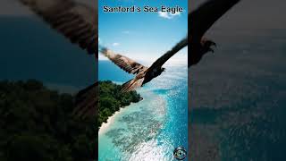 The Rarest Predator You’ve Never Seen! 🦅 #Shorts #wildlife #viral #eagle #birds #nature #viral