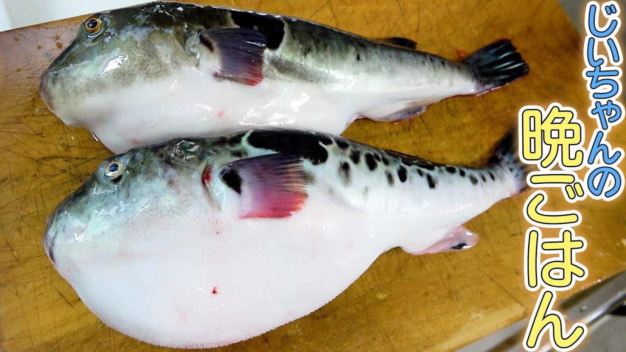 【爺ちゃんの晩御飯】トラフグを使ってお刺身とてっちりの豪華な晩ごはん！！