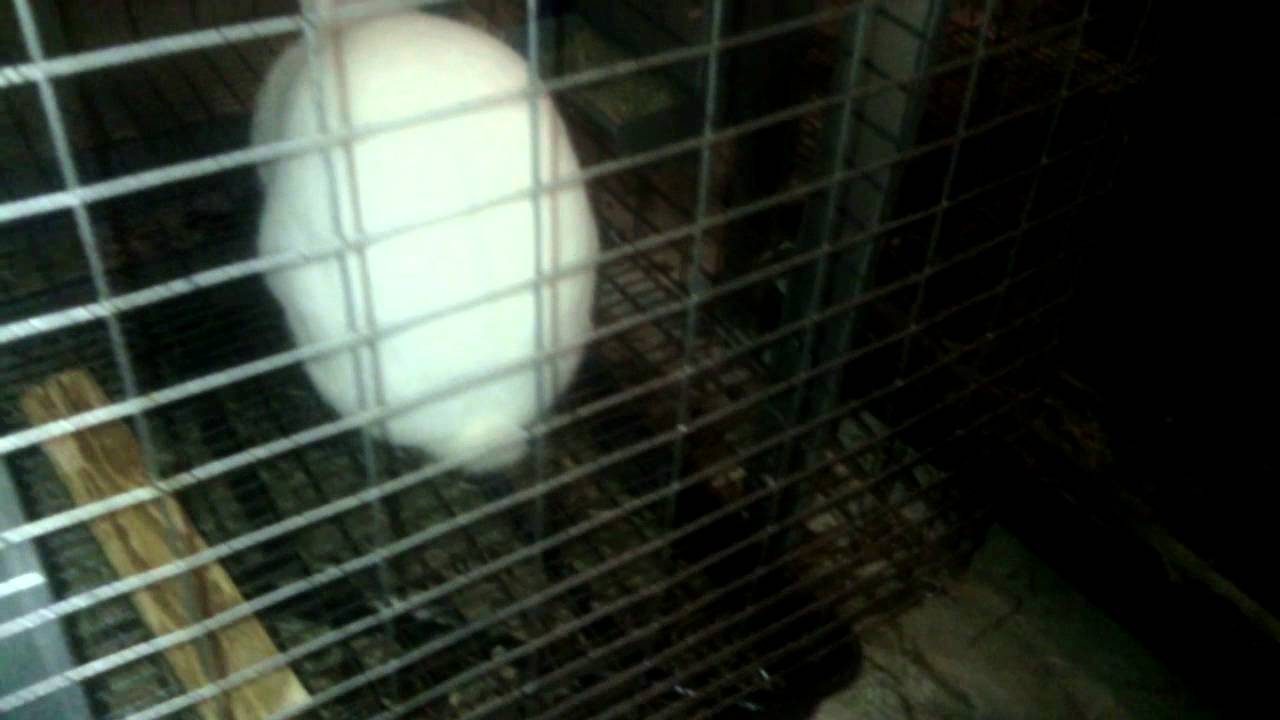 Help rabbit stillborn - YouTube