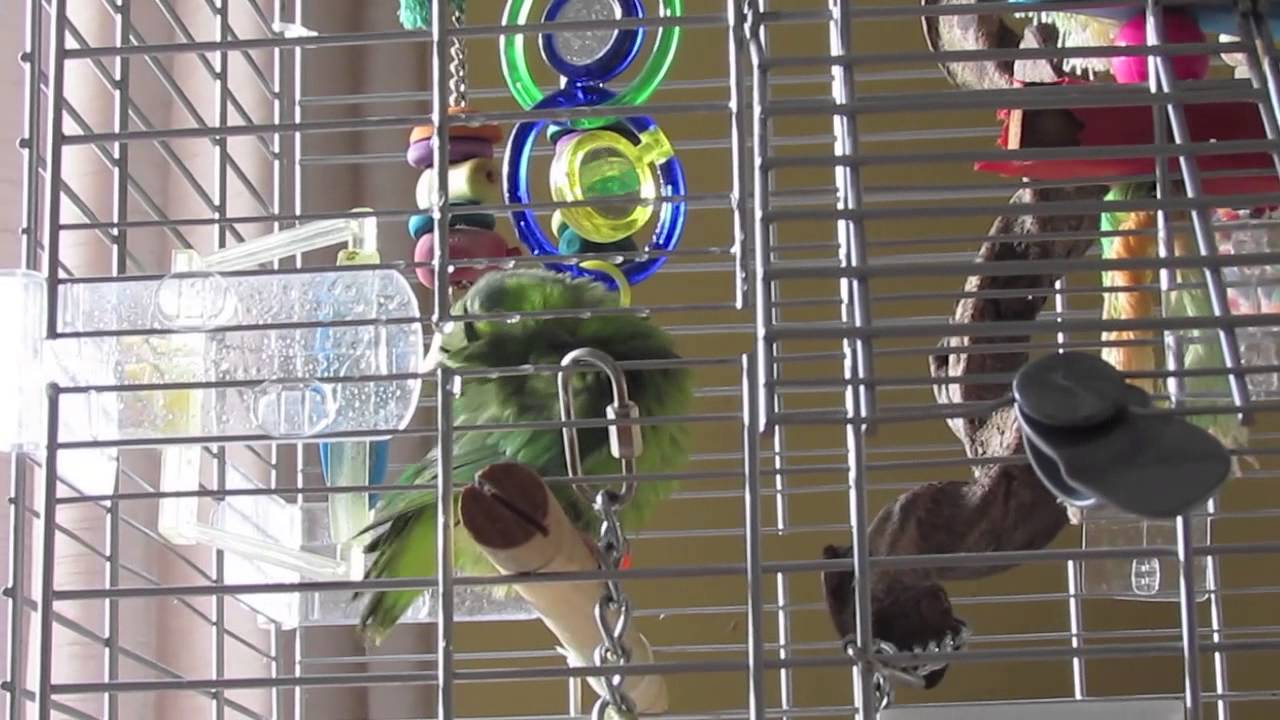 biteable Trust Building & Clicker Training Day 1 With My Parrotlet