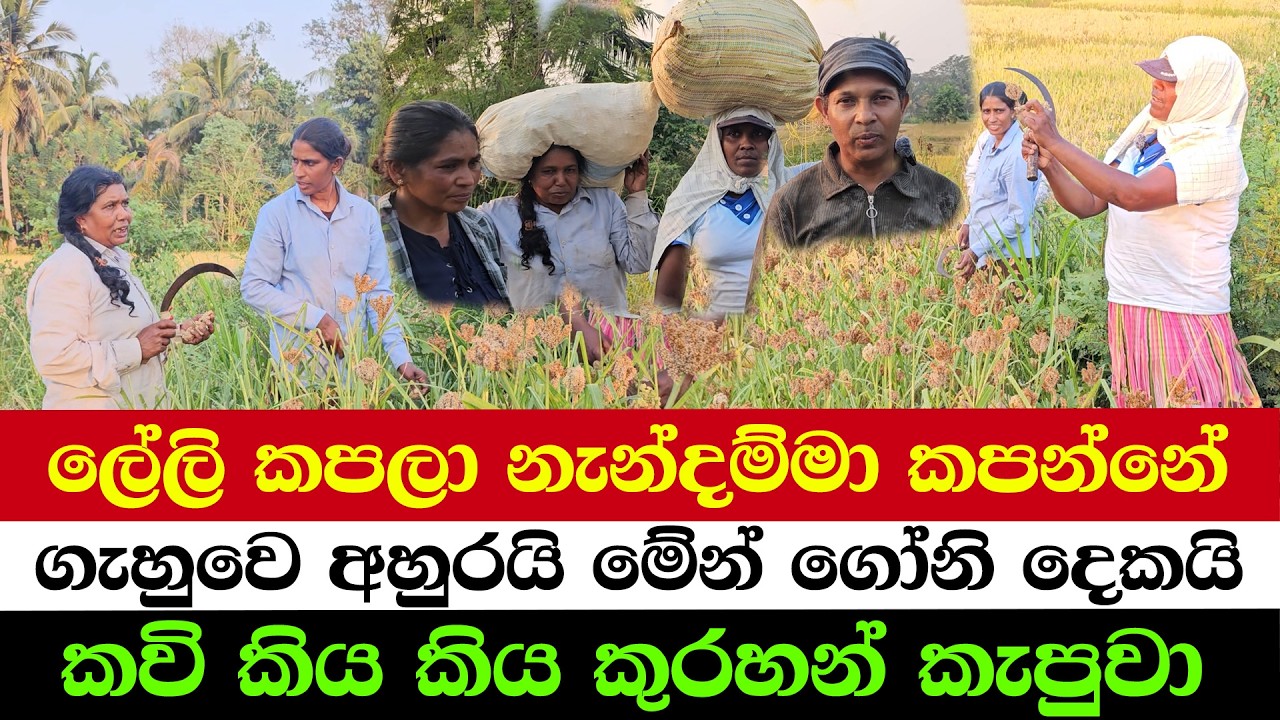 Hidden Secrets When Harvesting Kurakkan