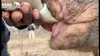 Part 3 of a Day in the Life of albino elephant calf, Khanyisa  & her new family, the Jabulani Herd!