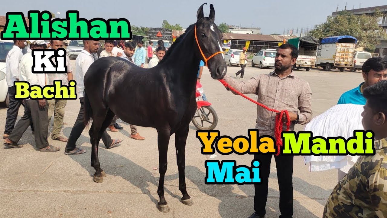 Alishan Line ki Bacheri aayi Yeola Mandi me 2023 | line wale Ghode in Yeola | Baby Horses