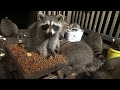 Wednesday September 13 - 33 Raccoons for Kids Eat Free at the Diner