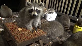 Wednesday September 13 - 33 Raccoons For Kids Eat Free At The Diner