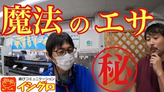 入れ喰い間違いなし⁉︎最強のエサが発売されました、【海上釣堀】