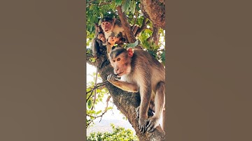 The Monkey Mind #meditation