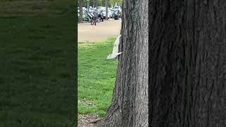 I saw a RARE ALBINO WHITE SQUIRREL in the National Mall!! #albino