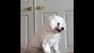 My dog goes crazy for my dad