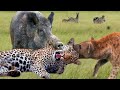 Unbelievable! Wild Animals Surrounds Its Prey So It Can&#39;t Escape - Lion vs Buffalo, Eagle, Wild Dog
