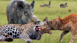 Unbelievable! Wild Animals Surrounds Its Prey So It Can't Escape - Lion vs Buffalo, Eagle, Wild Dog