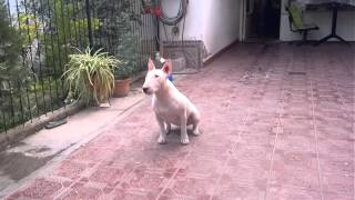 Entrenamiento Bull Terrier Greta