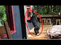WE SAW A BEAR IN OUR CABIN!  #vlog #bear