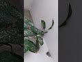 Омоложение разросшейся диффенбахии обрезкой
