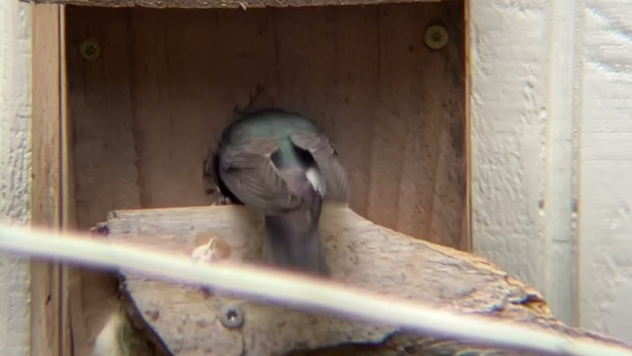 Violet green tree swallows – segment three