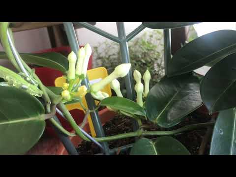 Видео: Цветы Стефанотиса - Информация о комнатном цветке Стефанотис