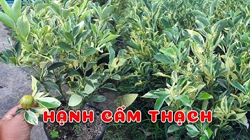 Cây hạnh Cẩm thạch | 0386569374 - Ngọc Ngân Bến Tre | Chuyên cây độc lạ