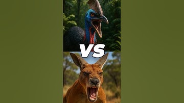 Cassowary VS Kangaroo Showdown #animalbattle #animals