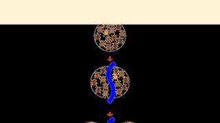 Geographic Isolation song for - A2 Snab Biology