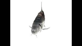 Bumpy ride fish