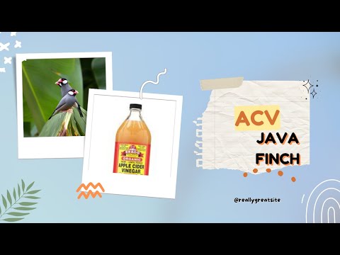 #javasparrow Care #javabreeding #javafinches