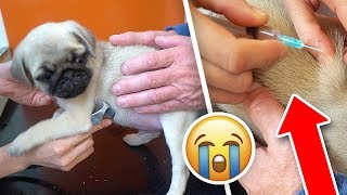Bad News about Morgz's Puppy... (serious)