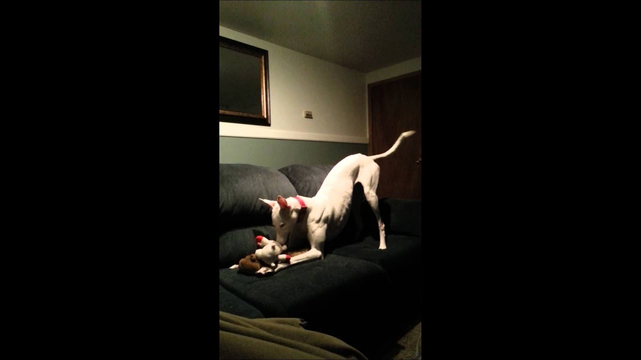 Crazy White Greyhound